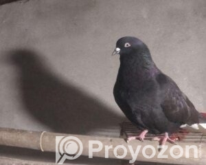 fitted-28_2026-04-16_11-37-43