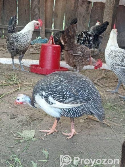 তিত মুরগী বিক্রি হবে