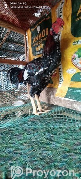 শরালি মুরগা