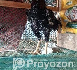 fitted-33_2026-04-19_12-48-14