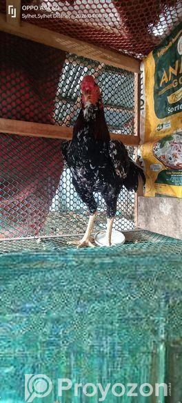 শরালি মুরগা