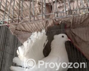 fitted-36_2026-04-20_13-37-41