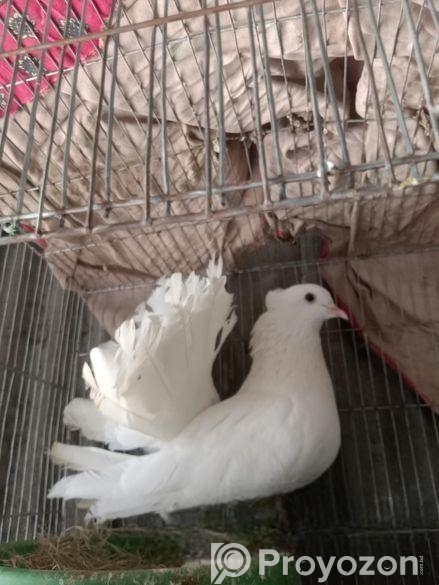 লক্ষা কবুতর সিংগেল নর