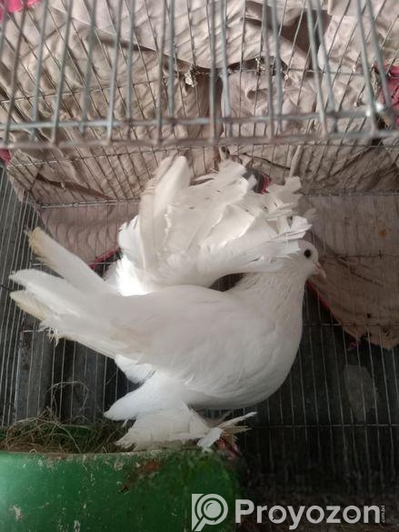 লক্ষা কবুতর সিংগেল নর