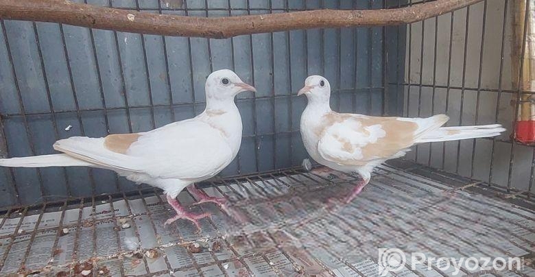 Jura Raning Australian(ghughu)