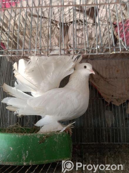 লক্ষা কবুতর সিংগেল নর