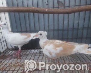 fitted-39_2026-04-19_13-44-11