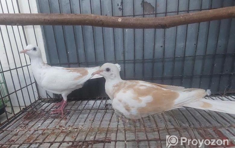 Jura Raning Australian(ghughu)