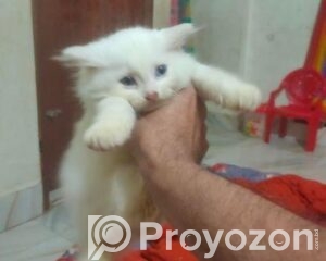 fitted-3_2026-04-20_11-44-21-1