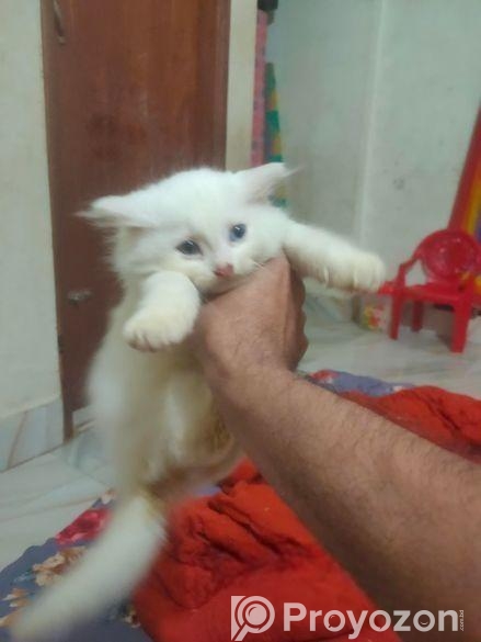 Pursian orio Long hair