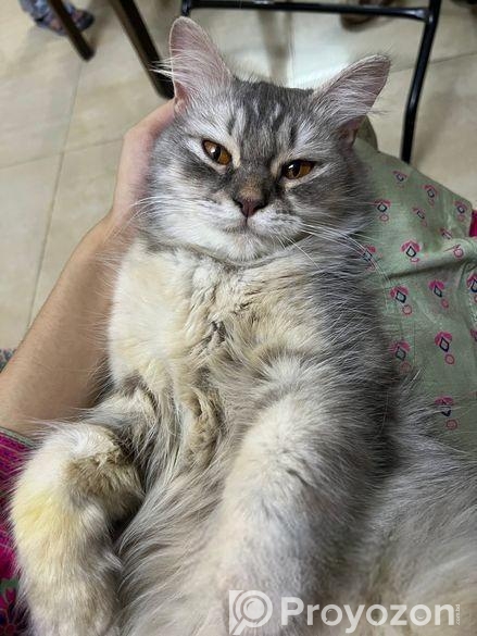 Persian Cat Female
