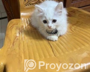 fitted-40_2026-04-21_10-53-45