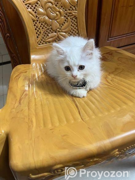 পারশিয়ান