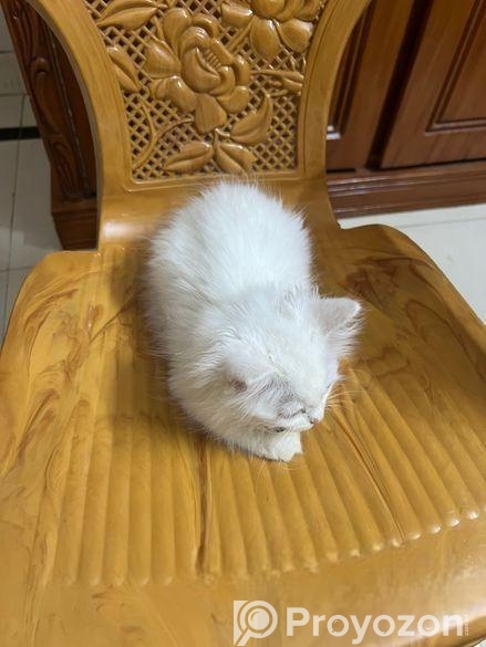 পারশিয়ান