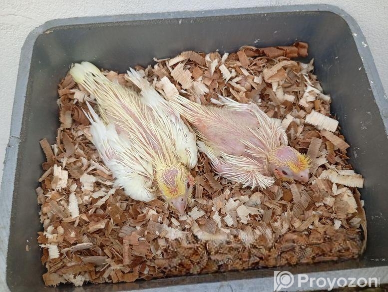 লোটিনো বেবি