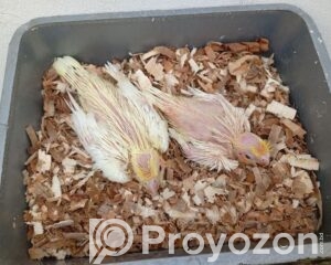 fitted-42_2026-04-19_12-45-11