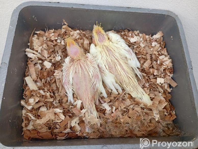 লোটিনো বেবি