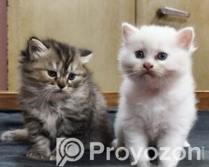 fitted-49_2026-04-14_10-37-45