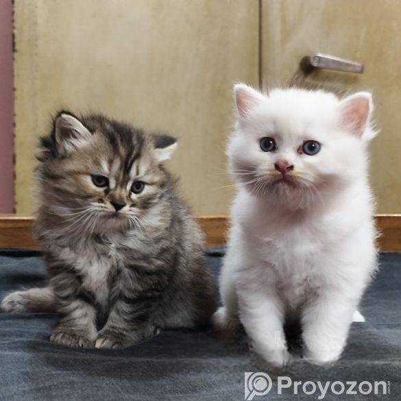Male And Female Pershian Cat