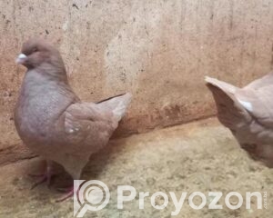 fitted-49_2026-04-26_19-53-26