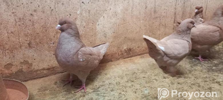 King pigeon for sale