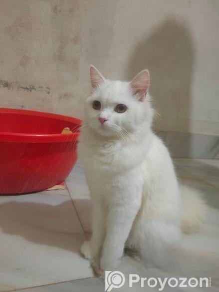 Pursian orio Long hair