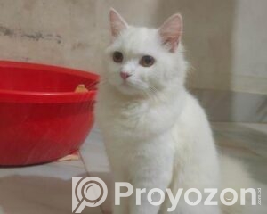 fitted-4_2026-04-20_11-44-00