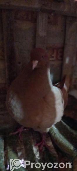 King pigeon for sale