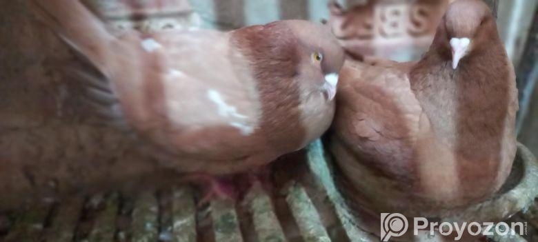 King pigeon for sale