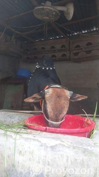 গরু বিঞি হবে বিস্তারিত নিচে দেখুন