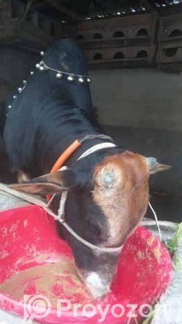 গরু বিঞি হবে বিস্তারিত নিচে দেখুন