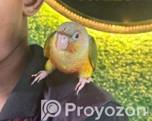 fitted-57_2026-04-27_09-40-03