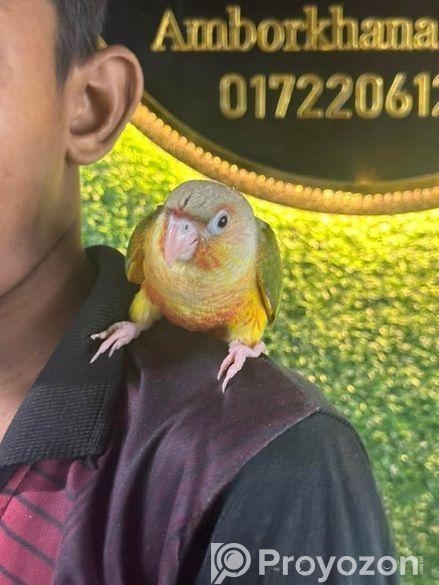 ফুল টেম পায়নাপেল কনিউর / Conure Bird, Birds