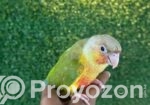 ফুল টেম পায়নাপেল কনিউর / Conure Bird, Birds