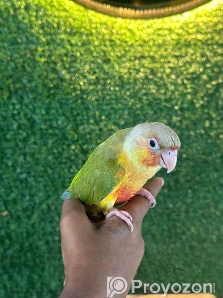 ফুল টেম পায়নাপেল কনিউর / Conure Bird, Birds