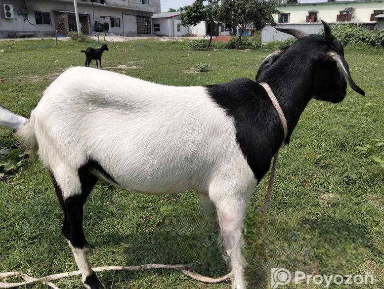কোরবানির জন্য উপযোগী খাসি ছাগল বিক্রি হবে