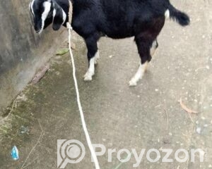 fitted-59_2026-04-27_09-42-08