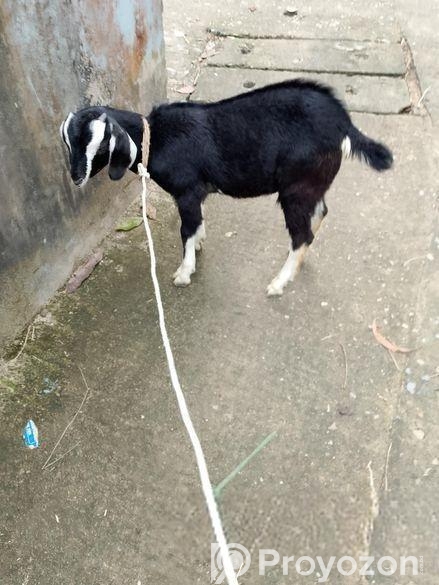 খাসি বিক্রি হবে