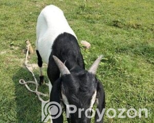 fitted-60_2026-04-20_13-35-37