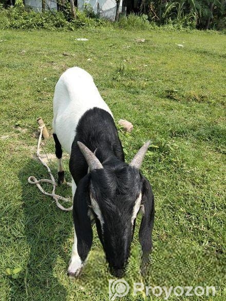 কোরবানির জন্য উপযোগী খাসি ছাগল বিক্রি হবে