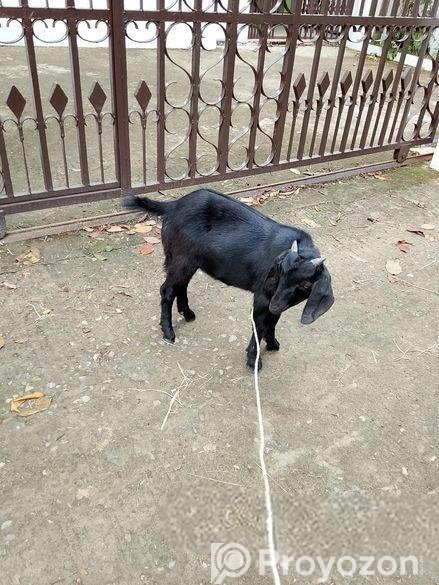 খাসি বিক্রি হবে