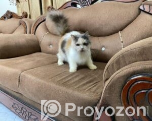 fitted-61_2026-04-14_11-09-47