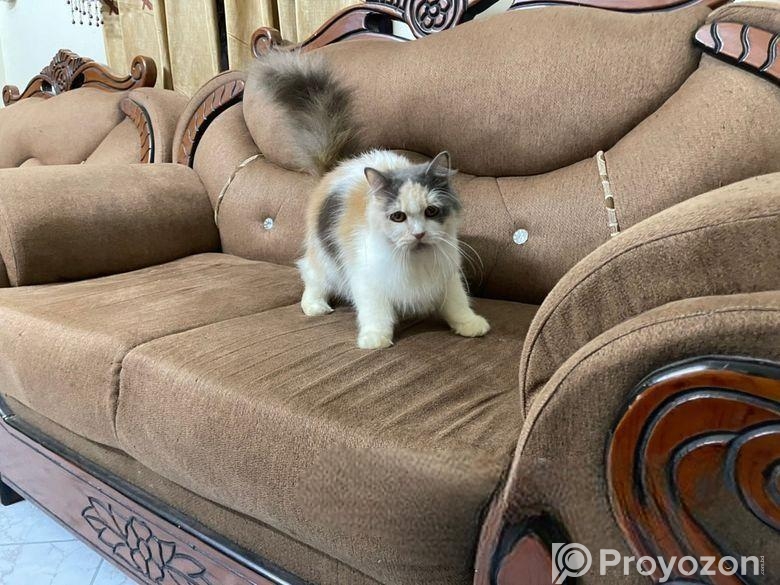 Male & Female Persian