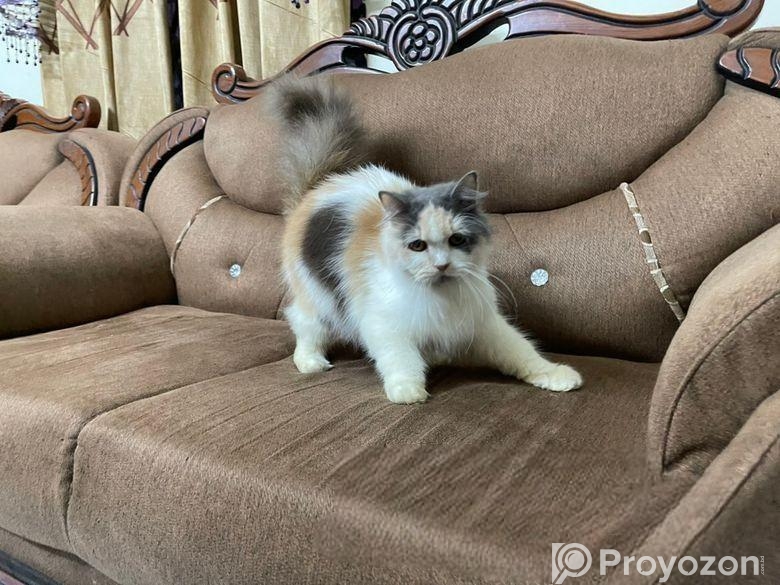 Male & Female Persian