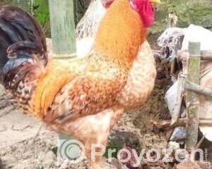 fitted-62_2026-04-27_09-46-46