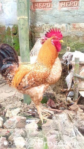 টাইগার বড় সাইজের ২ পিস মুরগা এবং মুরগী বিক্রি হবে