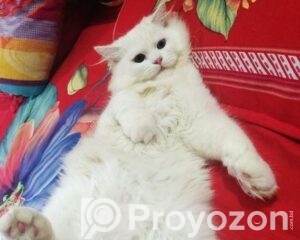 fitted-63_2026-04-21_13-23-25