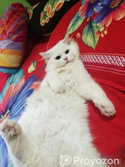 Persian Dubble Cot Doll Face Cat