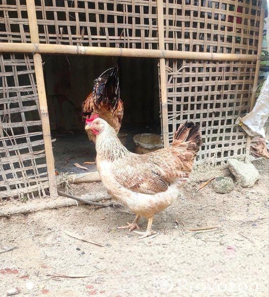 টাইগার বড় সাইজের ২ পিস মুরগা এবং মুরগী বিক্রি হবে