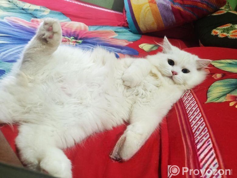 Persian Dubble Cot Doll Face Cat